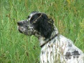 Setter Anglais BUGLEY DU MAS D'EYRAUD Setter Anglais BUGLEY DU MAS D'EYRAUD